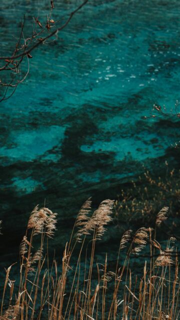 Turquoise Water Background with Dry Reeds