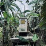Nature's Harmony: Banana Plants Surrounding Electrical Box