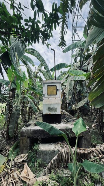 Nature's Harmony: Banana Plants Surrounding Electrical Box
