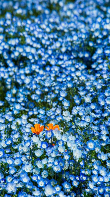Blissful Blue Landscape with Orange Accents