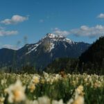Snowy Mountain Landscape with Daffodils