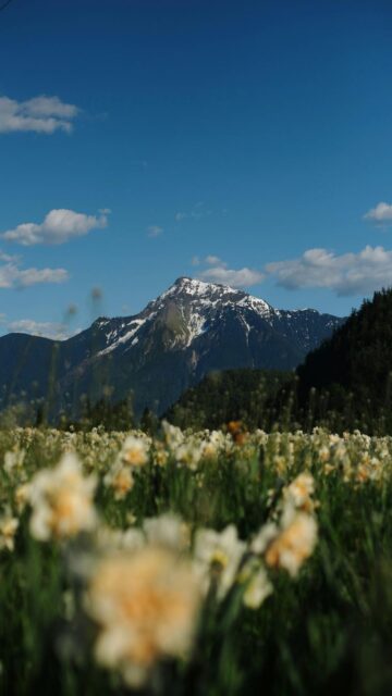 Snowy Mountain Landscape with Daffodils