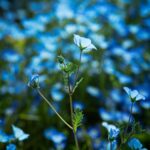 delicate-blue-flowers-mobile-wallpaper