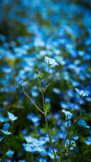 delicate-blue-flowers-mobile-wallpaper
