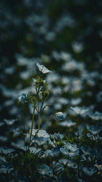 delicate-blue-flowers-mobile-wallpaper