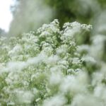 Whispering Wildflowers - Soft Focus