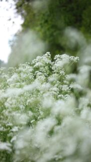 Whispering Wildflowers – Soft Focus