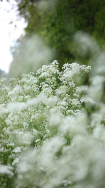 Whispering Wildflowers - Soft Focus