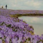 Lavender Sunset by Water's Edge