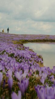 Lavender Sunset by Water’s Edge
