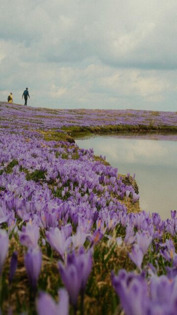 Lavender Sunset by Water's Edge