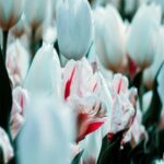 Serene Field of White and Pink Tulips with Green Leaves