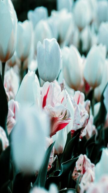 Serene Field of White and Pink Tulips with Green Leaves