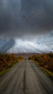 Flock of Birds Fly Over a Snowy Mountain Road