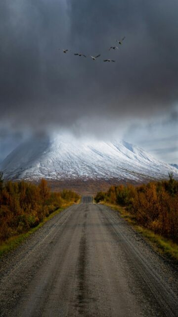 Flock of Birds Fly Over a Snowy Mountain Road