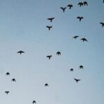 Flock of Birds Flying in a Clear Blue Sky