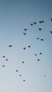 Flock of Birds Flying in a Clear Blue Sky