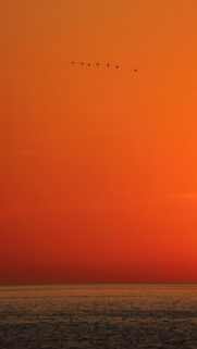 Breathtaking Sunset Flock of Birds Over Ocean Wallpaper