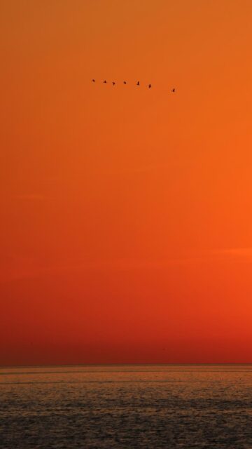Breathtaking Sunset Flock of Birds Over Ocean Wallpaper