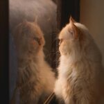 Curious Feline Gazing into Window