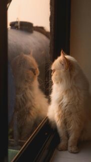 Curious Feline Gazing into Window