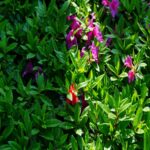 Pink And Red Blooms On Green Leaves