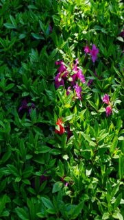 Pink And Red Blooms On Green Leaves
