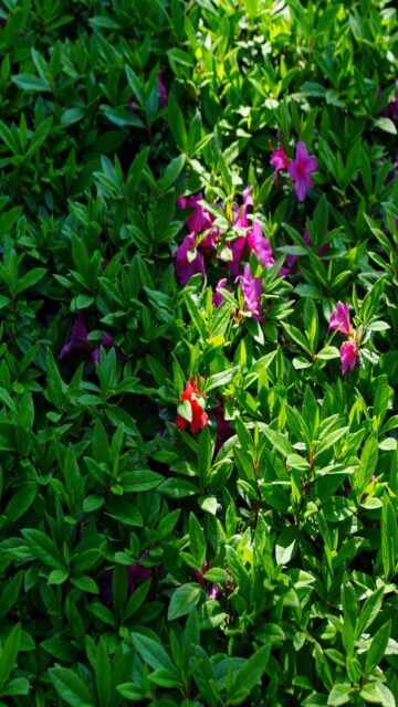 Pink And Red Blooms On Green Leaves
