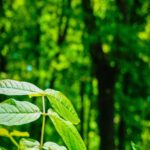Sunlit Forest with Green Leaves