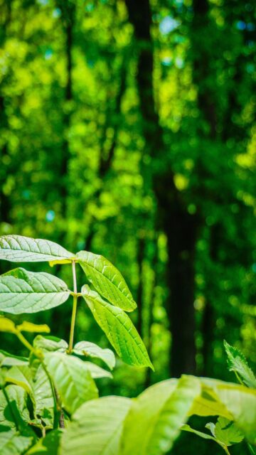 Sunlit Forest with Green Leaves