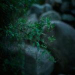 Nature's Serenity - Green Leaves on a Branch