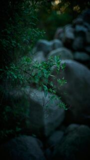 Nature’s Serenity – Green Leaves on a Branch