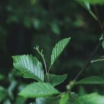 Nature's Serenity - Green Leaves on Tree Branch
