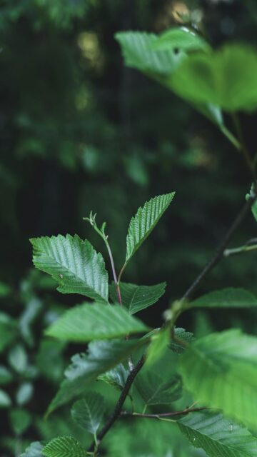 Nature's Serenity - Green Leaves on Tree Branch