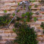 Nature's Harmony: Green Plants on a Weathered Brick Wall