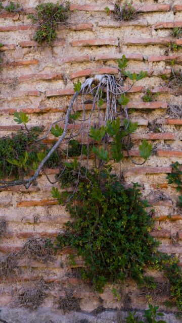 Nature's Harmony: Green Plants on a Weathered Brick Wall