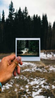 Rocky Mountain Forest Landscape