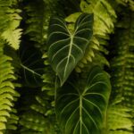 Heart-Shaped Philodendron Leaves Amidst Ferns - Mobile Wallpaper