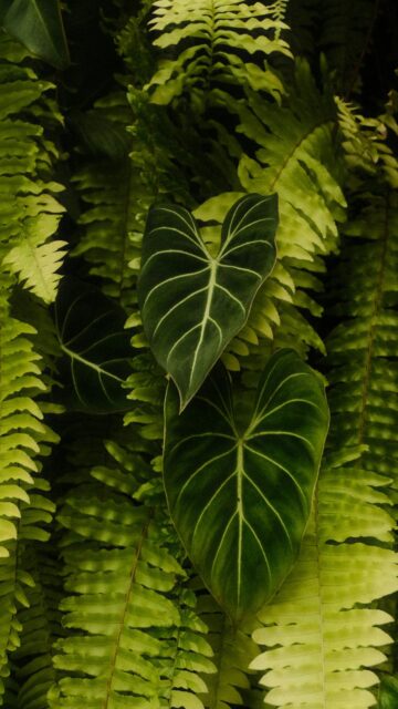 Heart-Shaped Philodendron Leaves Amidst Ferns - Mobile Wallpaper