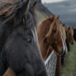 Icelandic Horses Behind A Fence In Nature