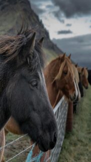 Icelandic Horses Behind A Fence In Nature