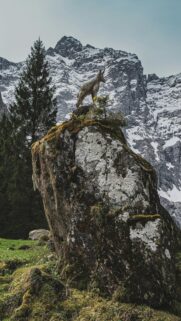 Majestic Ibex Scene on Mossy Rock