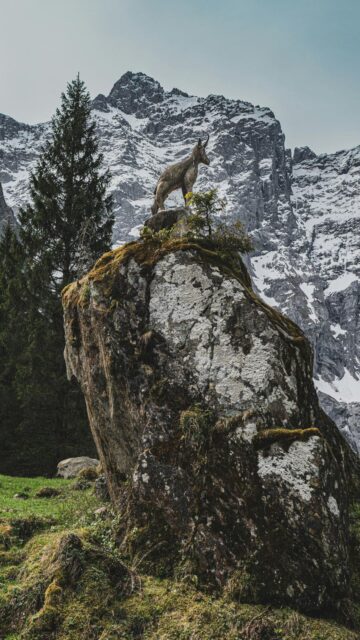 Majestic Ibex Scene on Mossy Rock