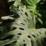 Vibrant Tropical Leaf Wallpapers