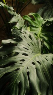 Vibrant Tropical Leaf Wallpapers