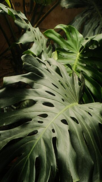 Vibrant Tropical Leaf Wallpapers