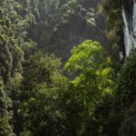 serene-jungle-canopy-with-sunlit-trees