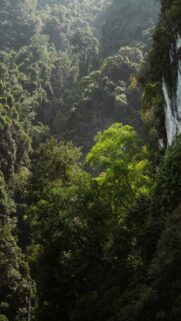 serene-jungle-canopy-with-sunlit-trees