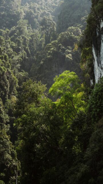 serene-jungle-canopy-with-sunlit-trees