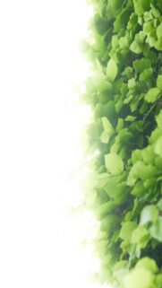 Lush Green Leaves Wallpaper